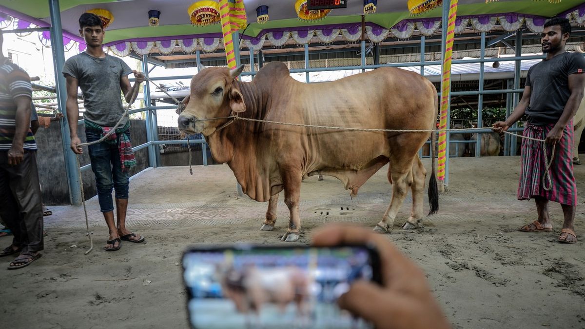 Tradiční prodejci a chovatelé dobytka přešli od smlouvání k prodeji na internetu